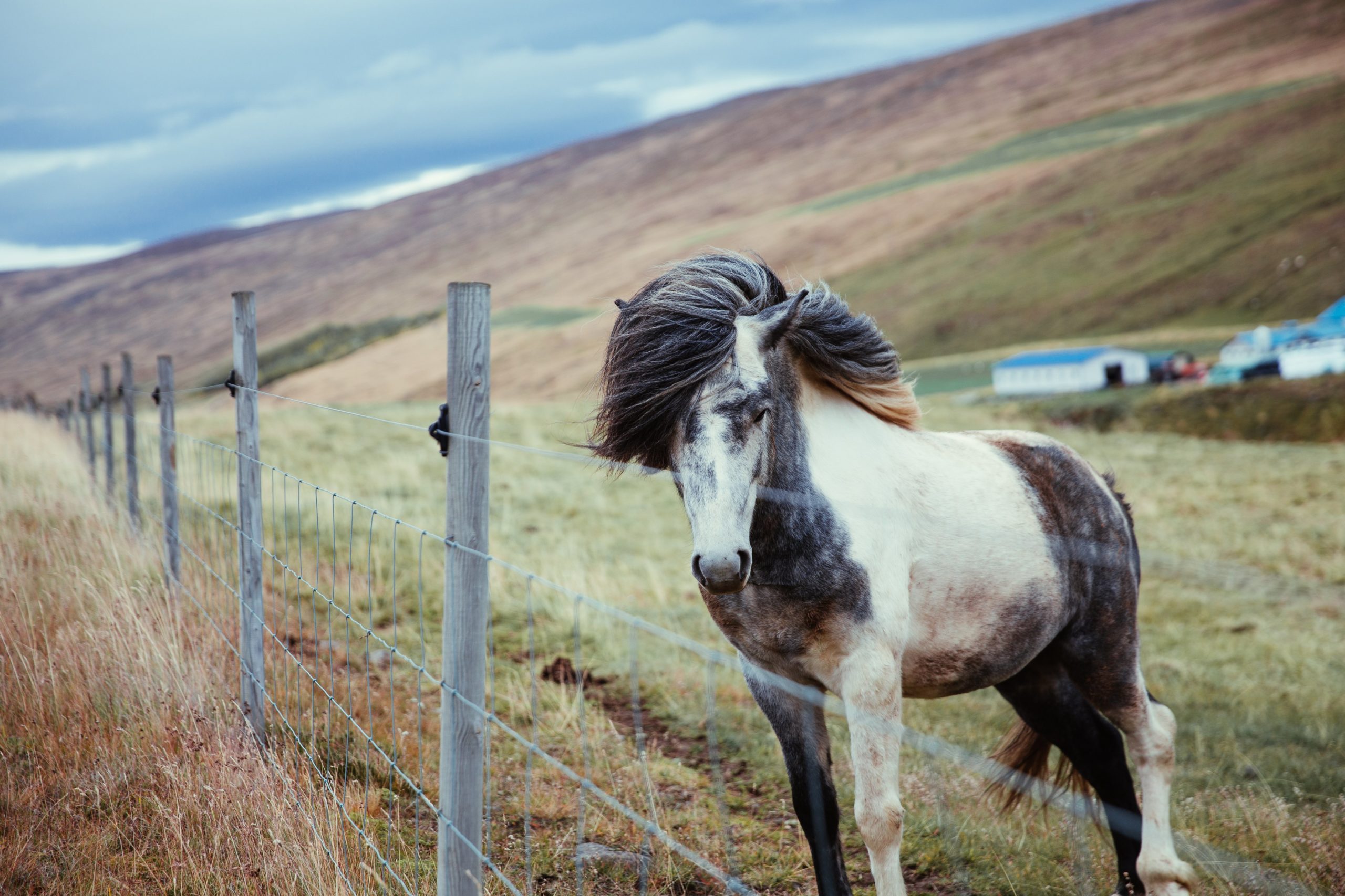 Лонг хорс. Лонг Хорс лошадь. Лонг Хорс фото. Где живут long Horse.